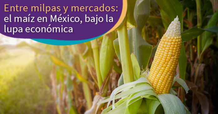 Entre milpas y mercados: el maíz en México, bajo la lupa económica